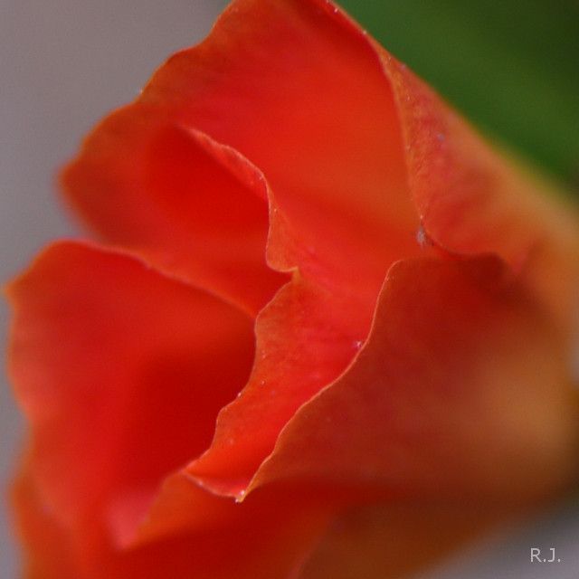 Janscho 5